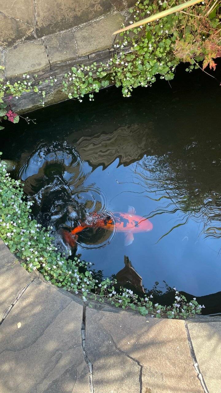 Фото Гостевого дома АКС Сочи 96